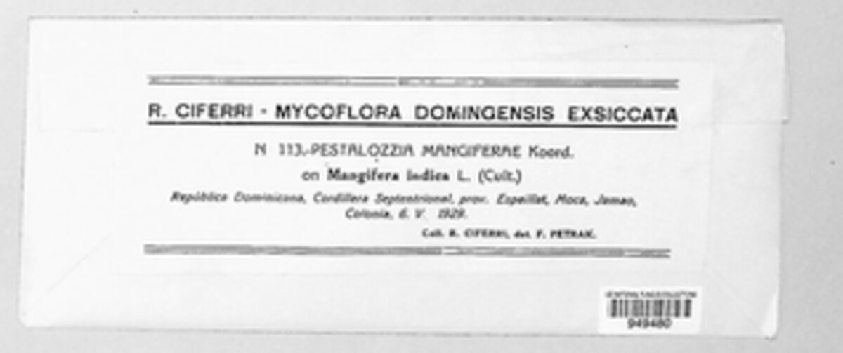 Pestalotia mangiferae image